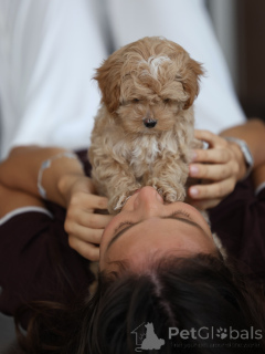 Photo №2 to announcement № 174833 for the sale of maltipu - buy in Germany breeder