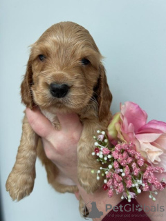 Photo №3. Cocker Spaniels anzeigen. Germany