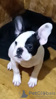 Photo №3. French bulldog negotiated. Poland