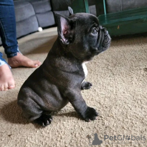 Photo №2 to announcement № 119335 for the sale of french bulldog - buy in Germany private announcement