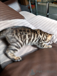 Photo №2 to announcement № 64638 for the sale of bengal cat - buy in Germany private announcement, from nursery