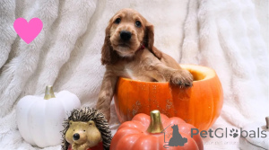 Photo №1. american cocker spaniel - for sale in the city of Böbingen-on-Remes | 361$ | Announcement № 178862