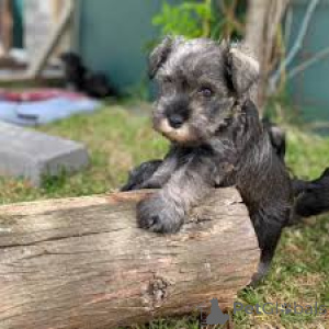 Photo №1. schnauzer - for sale in the city of Helsinki | 723$ | Announcement № 169506