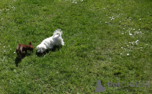 Photo №3. Beautiful Maltese puppies. Lithuania