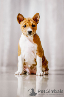 Additional photos: Basenji puppies available