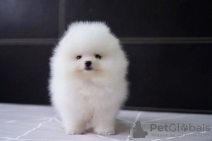 Photo №1. pomeranian - for sale in the city of Харлем | 423$ | Announcement № 95007