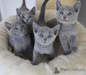 Photo №1. russian blue - for sale in the city of Barsel | 258$ | Announcement № 155357