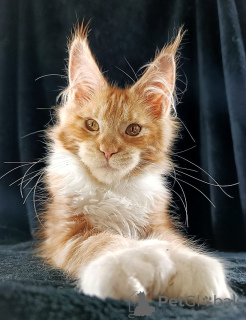 Photo №1. maine coon - for sale in the city of St. Petersburg | 781$ | Announcement № 102213