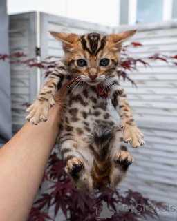 Photo №1. bengal cat - for sale in the city of Monaco | negotiated | Announcement № 155705
