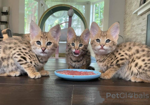 Photo №1. savannah cat - for sale in the city of St. Petersburg | 832$ | Announcement № 30180