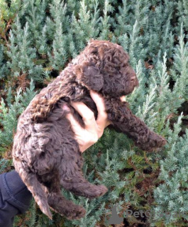 Photo №4. I will sell lagotto romagnolo in the city of Kragujevac.  - price - negotiated