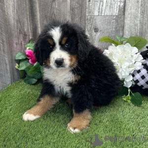 Photo №1. bernese mountain dog - for sale in the city of Chicago | 400$ | Announcement № 45614