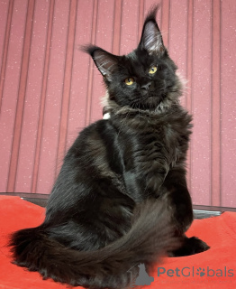 Photo №1. maine coon - for sale in the city of Achaern | 981$ | Announcement № 161419