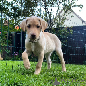 Photo №1. labrador retriever - for sale in the city of Berlin | Is free | Announcement № 125261