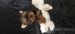 Photo №2 to announcement № 43730 for the sale of yorkshire terrier - buy in Turkey breeder