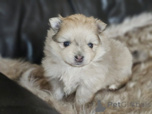 Photo №4. I will sell pomeranian in the city of Tennessee City. private announcement, from nursery - price - 350$