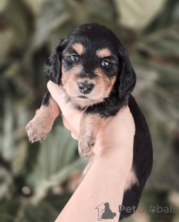 Photo №1. dachshund - for sale in the city of Kildare | negotiated | Announcement № 155447