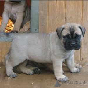 Photo №4. I will sell bullmastiff in the city of Berlin.  - price - negotiated