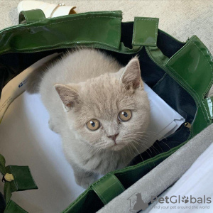 Photo №4. I will sell british shorthair in the city of Garmisch-Partenkirchen.  - price - negotiated