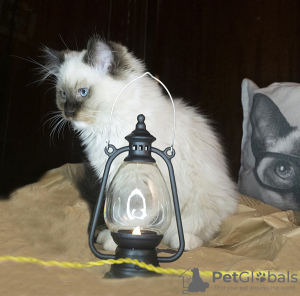Photo №4. I will sell ragdoll in the city of Москва. breeder - price - 651$