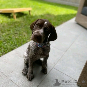 Photo №1. german shorthaired pointer - for sale in the city of Berlin | 634$ | Announcement № 120867