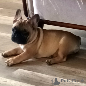 Photo №3. French Bulldog. Finland