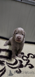 Photo №3. Silver Labradors. Serbia