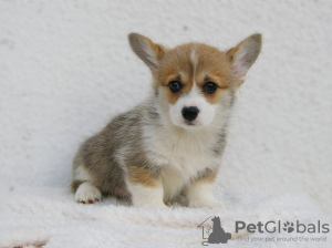 Photo №2 to announcement № 17950 for the sale of welsh corgi - buy in Russian Federation from nursery