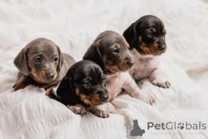 Photo №1. dachshund - for sale in the city of Badenheim | negotiated | Announcement № 167674