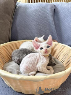 Photo №1. devon rex - for sale in the city of Bensheim | negotiated | Announcement № 170318