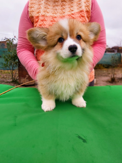 Photo №1. welsh corgi - for sale in the city of Minsk | 551$ | Announcement № 3819