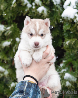 Photo №1. siberian husky - for sale in the city of Kiev | 1000$ | Announcement № 31091