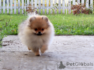 Additional photos: Pomeranian Girl, Orange Sable