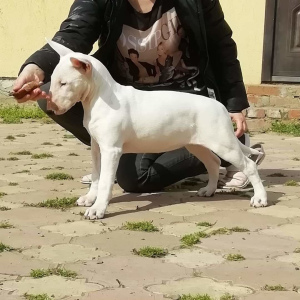 Photo №4. I will sell bull terrier in the city of Krasnodar. from nursery - price - 455$