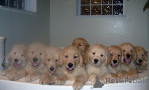 Photo №1. golden retriever - for sale in the city of Berliște | negotiated | Announcement № 160030