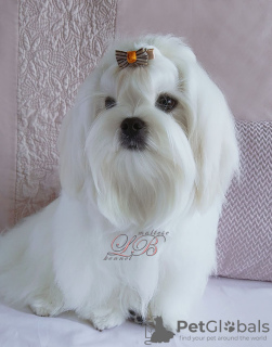 Photo №1. maltese dog - for sale in the city of Kiev | 900$ | Announcement № 47268