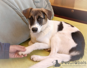 Photo №1. non-pedigree dogs - for sale in the city of Москва | Is free | Announcement № 30273