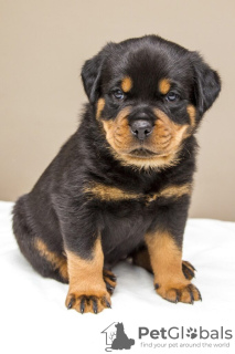 Photo №1. rottweiler - for sale in the city of Prague | negotiated | Announcement № 109963