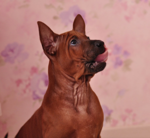 Photo №1. thai ridgeback - for sale in the city of Kharkov | 757$ | Announcement № 5086