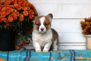 Photo №3. Adorable Welsh Corgi puppies. Greece