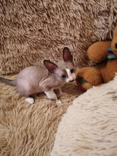 Photo №4. I will sell cornish rex in the city of Cheboksary. from nursery - price - 273$