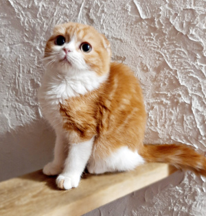 Photo №2 to announcement № 4066 for the sale of scottish fold - buy in Ukraine from nursery, breeder