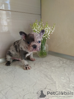 Photo №4. I will sell french bulldog in the city of Bremen. breeder - price - 1560$
