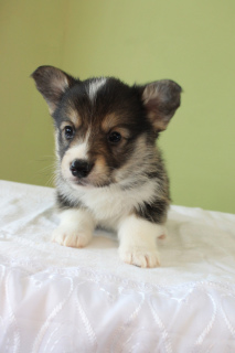 Photo №3. Welsh Corgi Pembroke. Russian Federation