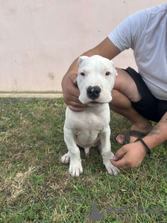 Photo №3. Dogo Argentino puppies. Serbia