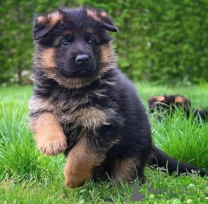 Photo №2 to announcement № 123561 for the sale of german shepherd - buy in Finland private announcement