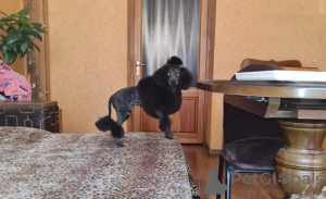 Photo №2 to announcement № 18724 for the sale of poodle (toy) - buy in Czech Republic breeder