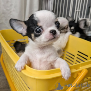 Photo №2 to announcement № 163642 for the sale of chihuahua - buy in Finland private announcement, from the shelter