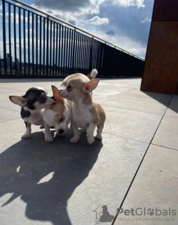 Photo №4. I will sell chihuahua in the city of Baton Rouge.  - price - Is free