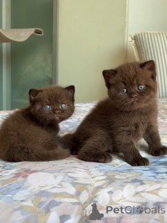 Photo №2 to announcement № 175232 for the sale of british shorthair - buy in Netherlands breeder